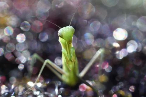 Mantis sitting Stock Photos