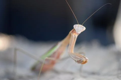 Mantis Smile Stock Photos