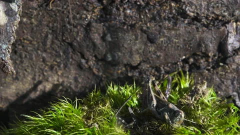 Mantis Sneak Attacks Grasshopper fail Video stock 171453671