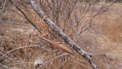 Mantis sneak Stock Footage 218077682