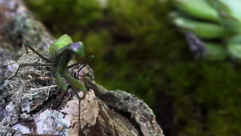 Mantis spies grasshopper Video stock 171473906