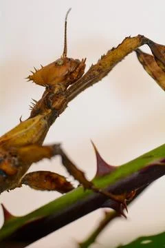 Mantis on a stalk with a light background Stock Photos