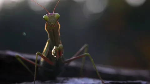 Mantis stands perfectly still Video stock 171457249
