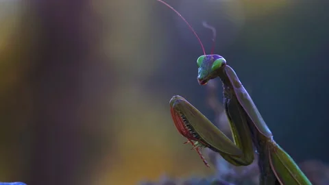 Mantis stands perfectly still Video stock 171458048