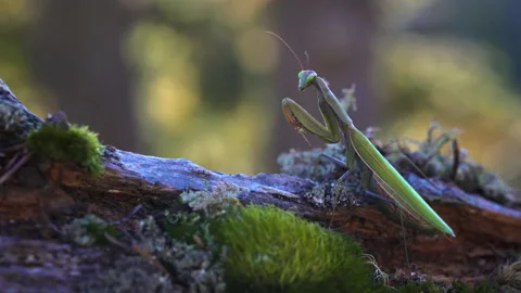 Mantis stands perfectly still Video stock 171460088
