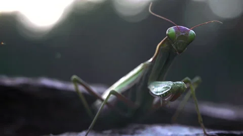 Mantis stands perfectly still Video stock 171460823