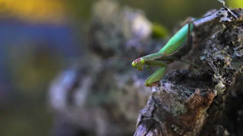 Mantis stands perfectly still Video stock 171462775