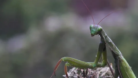 Mantis stands perfectly still Video stock 171463497
