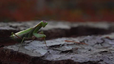 Mantis stands still Video stock 171457023
