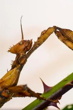 Mantis on a stem with a light background Stock Photos