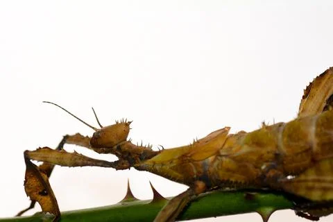 Mantis on a stem with a lot of light background Stock Photos