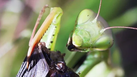 Mantis stuffs face Video stock 171435352