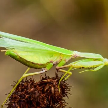 Mantis on the tong. Mating mantises. Mantis insect predator. Foto stock