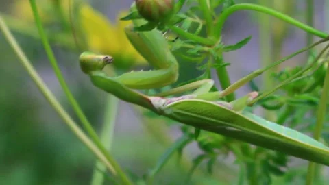 The mantis on the tree Stock Footage 289420808