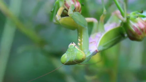 The mantis on the tree Stock Footage 289420826