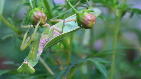 The mantis on the tree Stock Footage 289420837