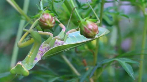 The mantis on the tree Stock Footage 289420846