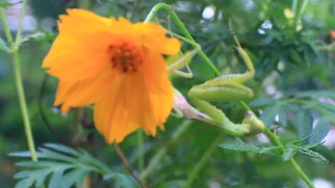 The mantis on the tree Stock Footage 289420858