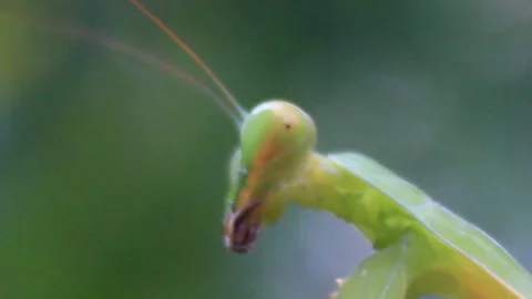 The mantis on the tree Video stock 289420876