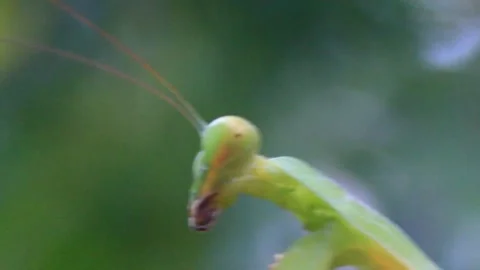 The mantis on the tree Stock Footage 289420877