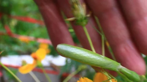 The mantis on the tree Stock Footage 289420888