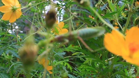 The mantis on the tree Stock Footage 289420957