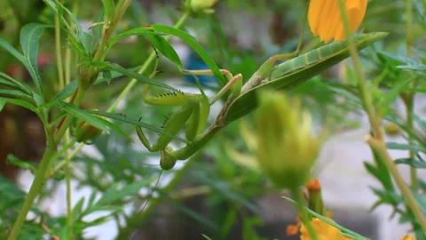 The mantis on the tree Stock Footage 289421009