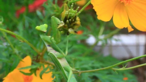 The mantis on the tree Stock Footage 289421313
