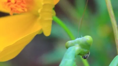 The mantis on the tree Stock Footage 289421752