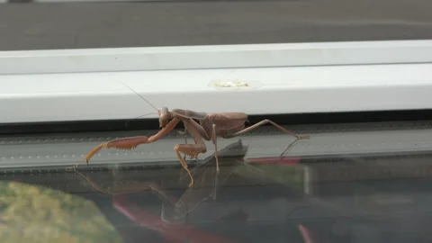 Mantis is turning his head Video stock 114301261