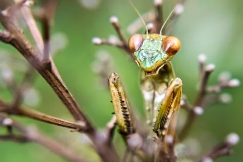 Mantis on twigs on a green background close-up Stock Photos