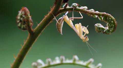 Mantis under the fern shoot Stock Footage 58400351