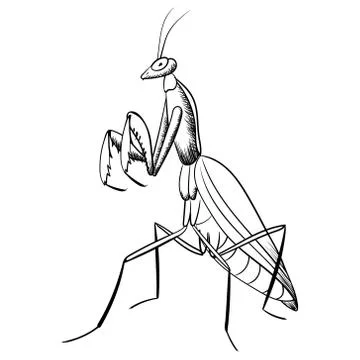 Mantis vector  black line  illustration of  insect Stock Illustration
