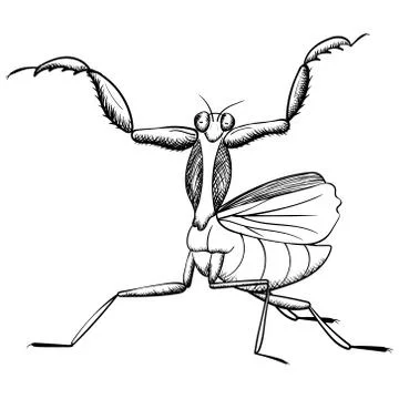 Mantis vector  insect, black line isolated on white Illustrazione stock