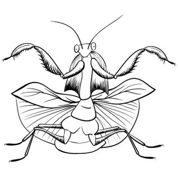 Mantis vector  insect, black line isolated on white Stock Illustration