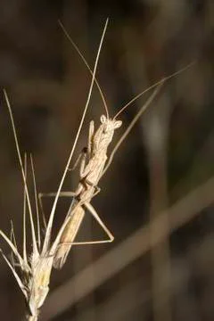 Mantis waiting for a prey Stock Photos