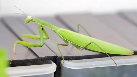Mantis waits Stock Footage 114616475