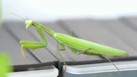 Mantis waits a prey Stock Footage 114616415