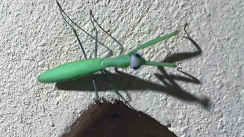 Mantis on the wall 스톡 동영상 219860096