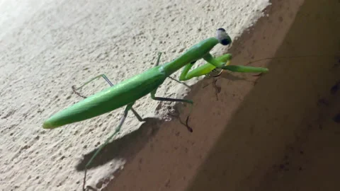 Mantis on the wall 库存影片 219860124
