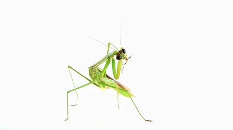 Mantis on white background Stock Footage 27256499