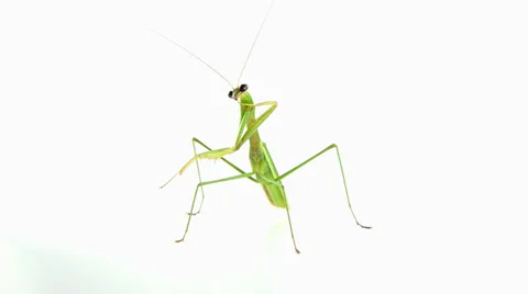 Mantis on white background Stock Footage 27256510