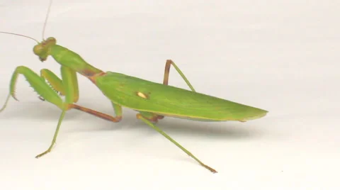 Mantis on a white background Stock Footage 49729264