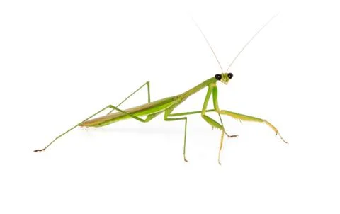 Mantis on white background Stock Photos