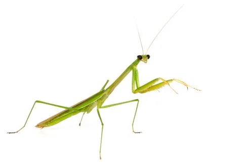 Mantis on white background Stock Photos