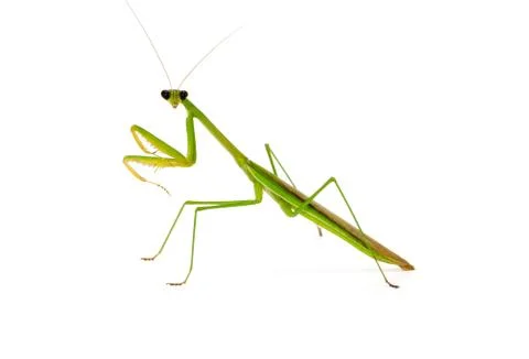 Mantis on white background Stock Photos