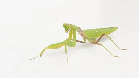 Mantis on a white background Stock Photos