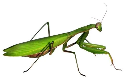 Mantis on a white Stock Photos