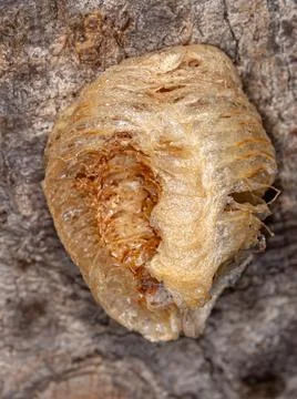 Mantises Egg Case hatched Foto stock
