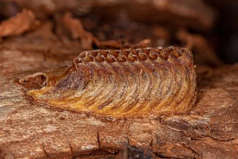 Mantises Egg Case Stock Photos